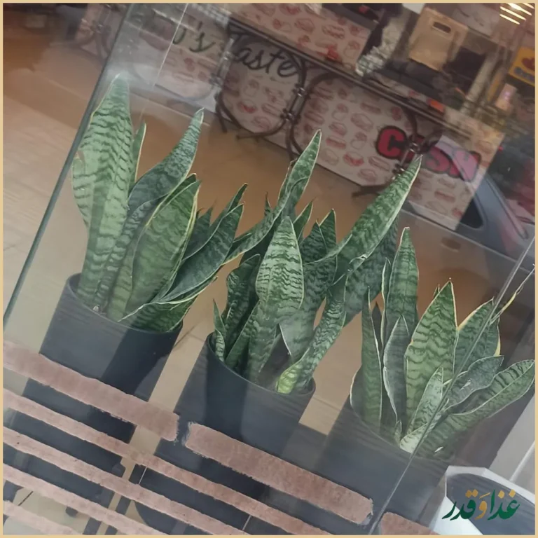 ساندویچ بی مزه