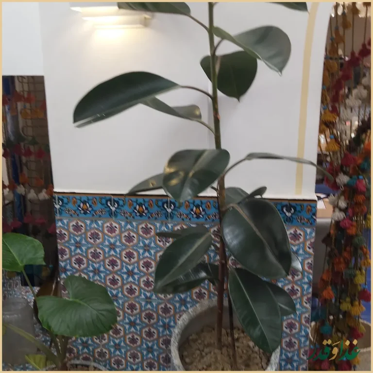 کافه رستوران کوفتالو