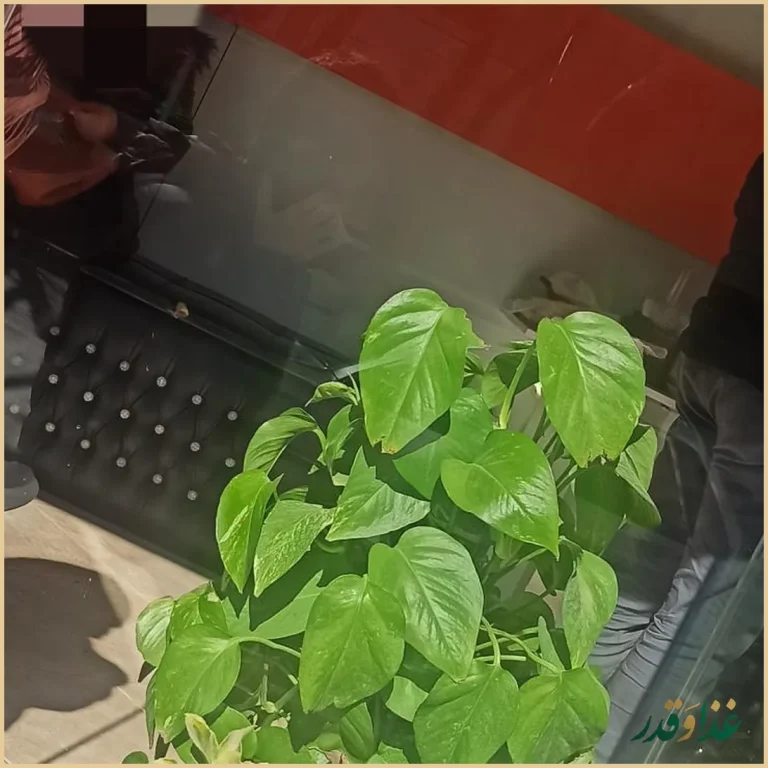 جان اسنک - شعبه 1