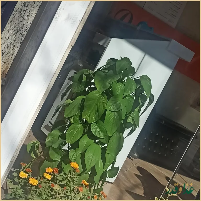 جان اسنک - شعبه 1