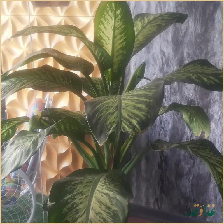 فست فود کره خوری