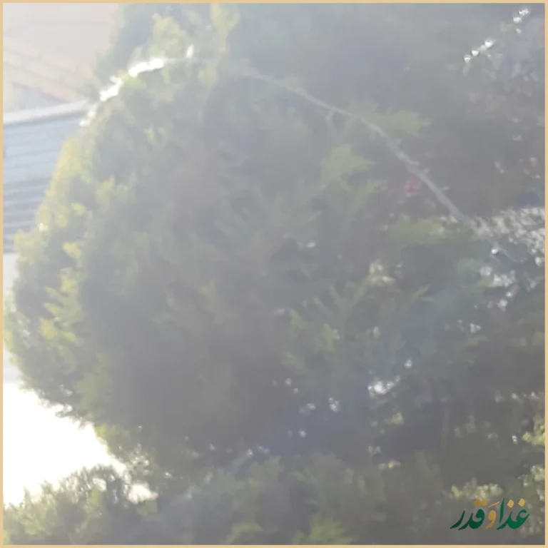 فست فود آرابو