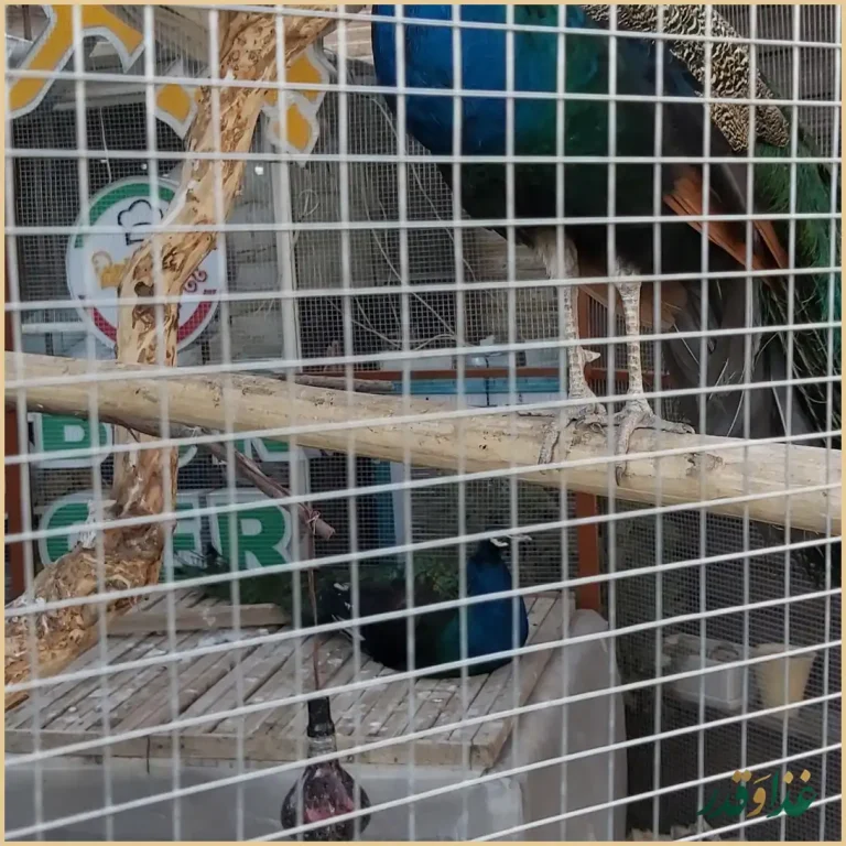 باغ رستوران خواجو