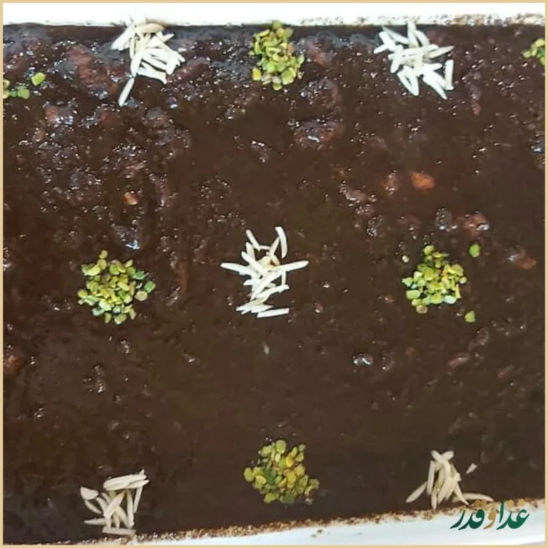 رستوران کماجدون