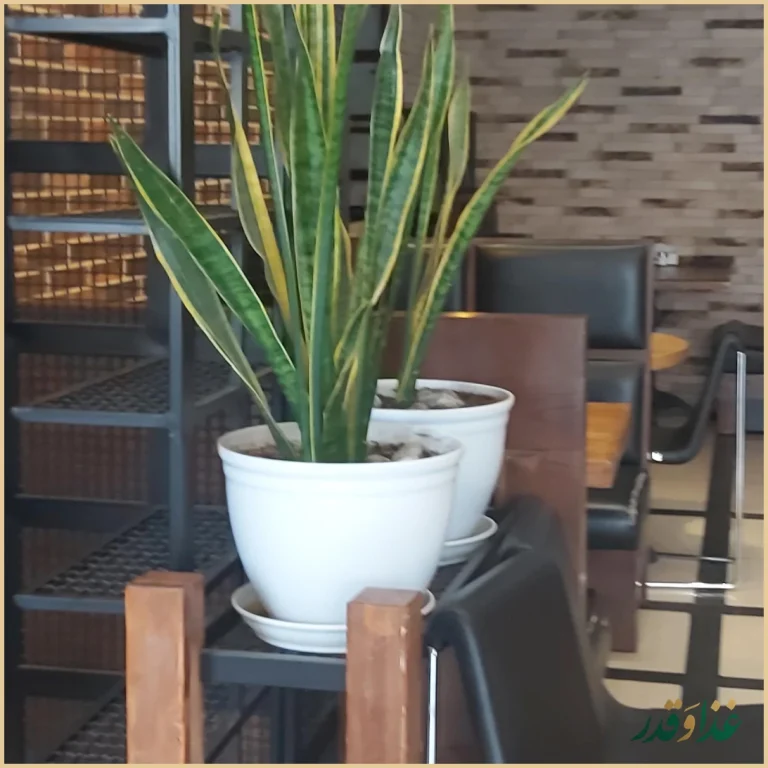 پیتزا تعطیلات