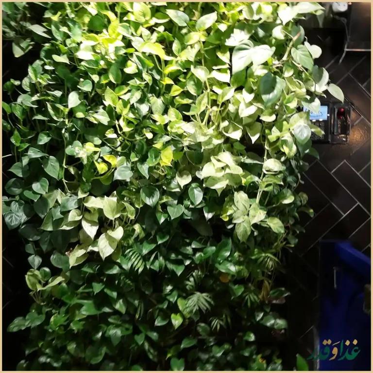 کباب ذغالی تچر