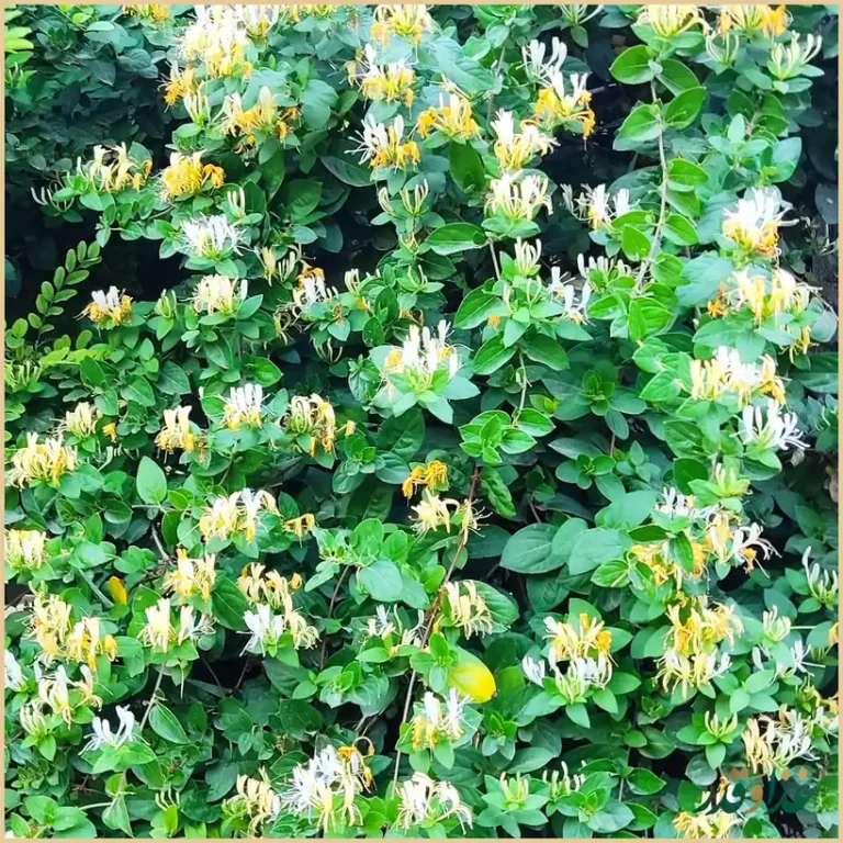 کباب سرای زیتون