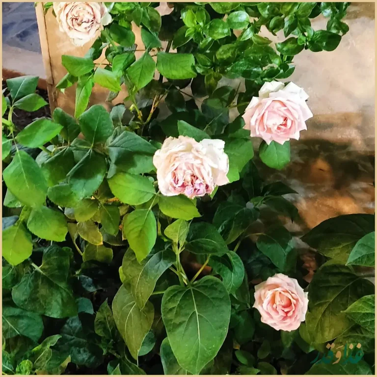 کباب سرای زیتون