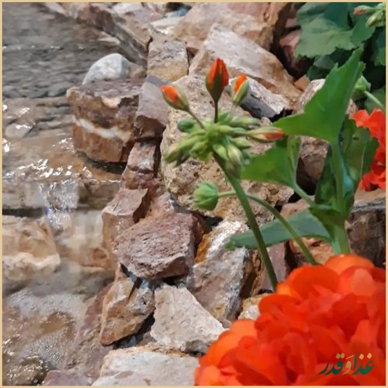 کباب سرای زیتون