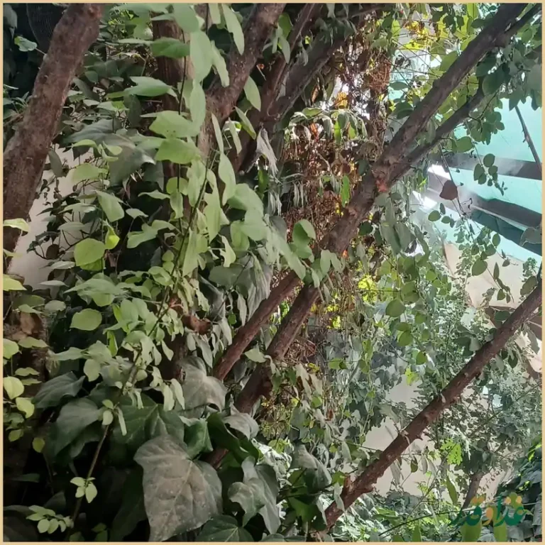 رستوران محمد