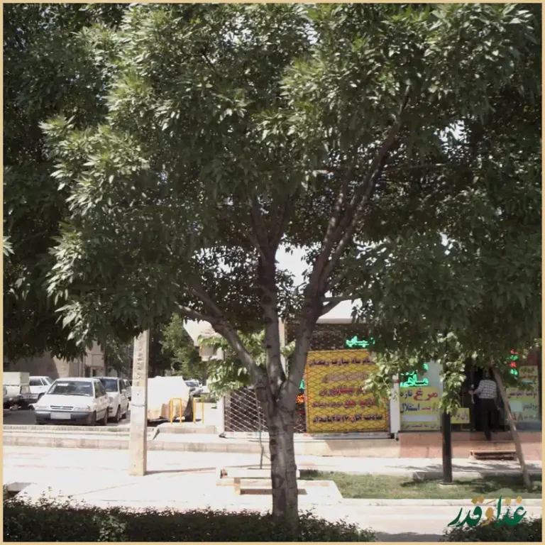 کباب مختاری