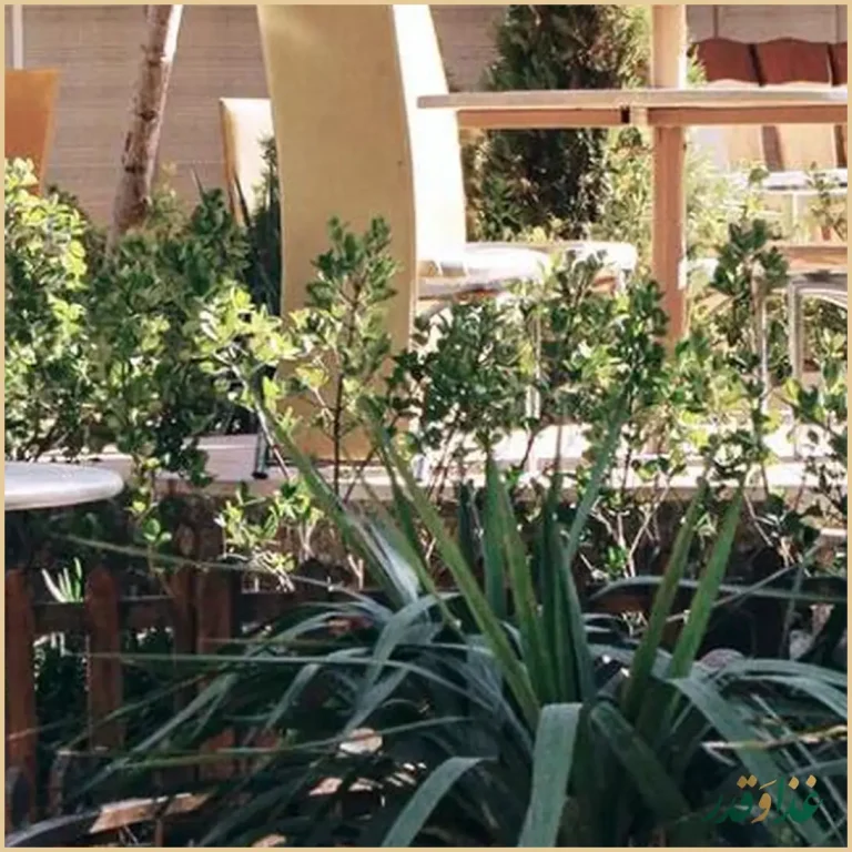 رستوان کافی شاپ سنت سرای گلچین