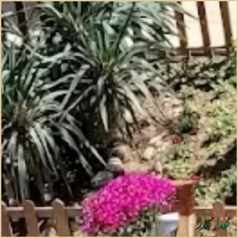 رستوان کافی شاپ سنت سرای گلچین