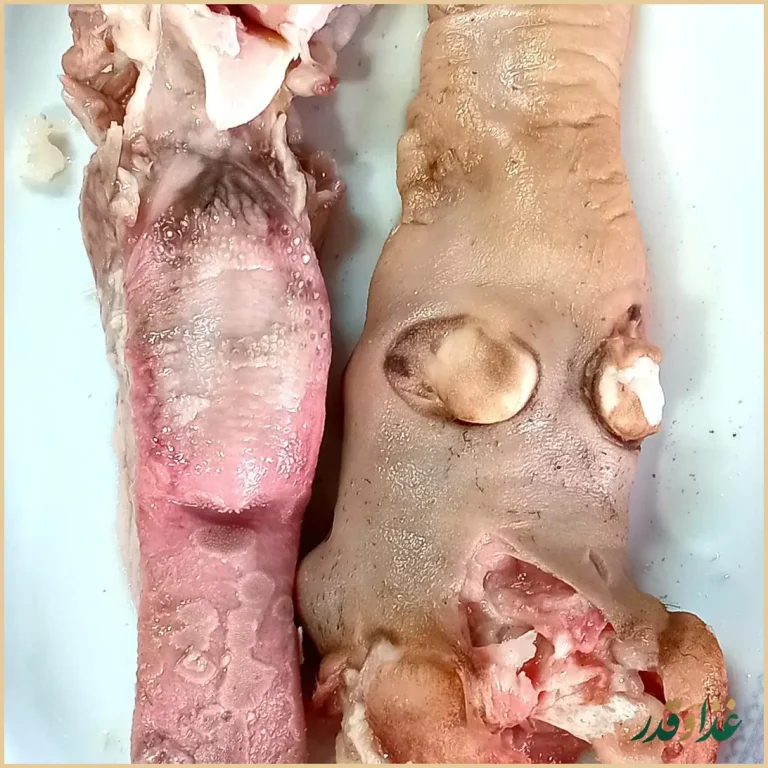 طباخی حقیقت