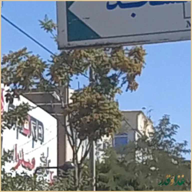 رستوران صفائی(شعبه مرکزی)