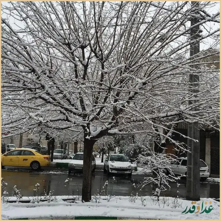 کافه دارکوب