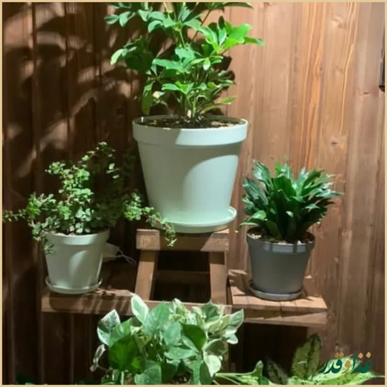 کافه دارکوب