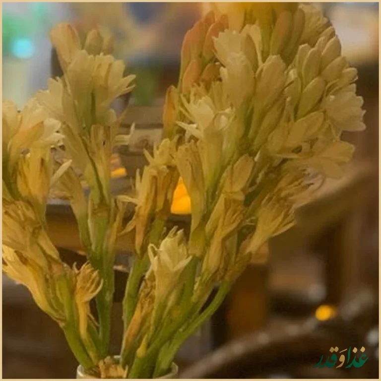 کافه دارکوب