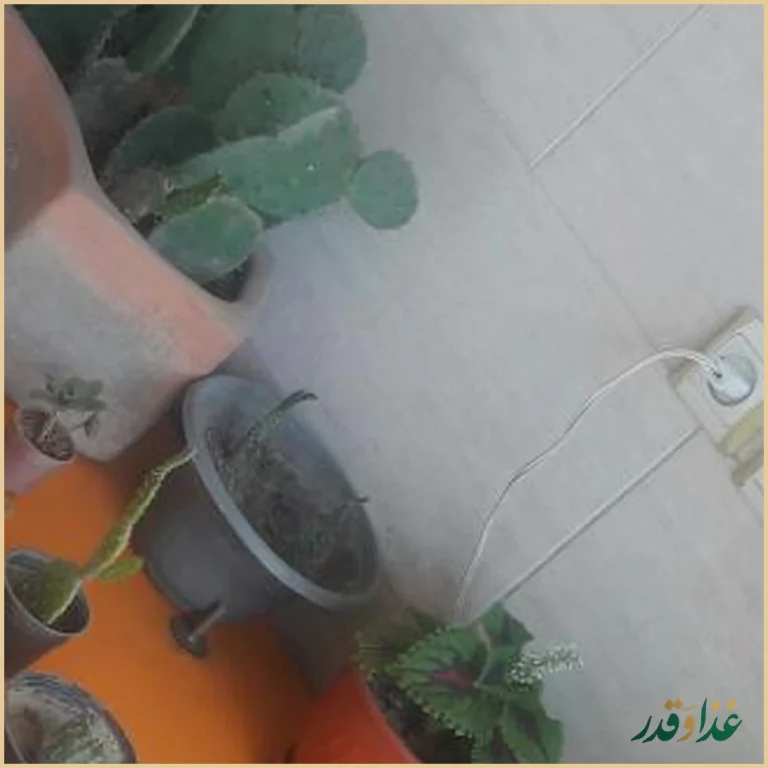 ساندویچ امیر