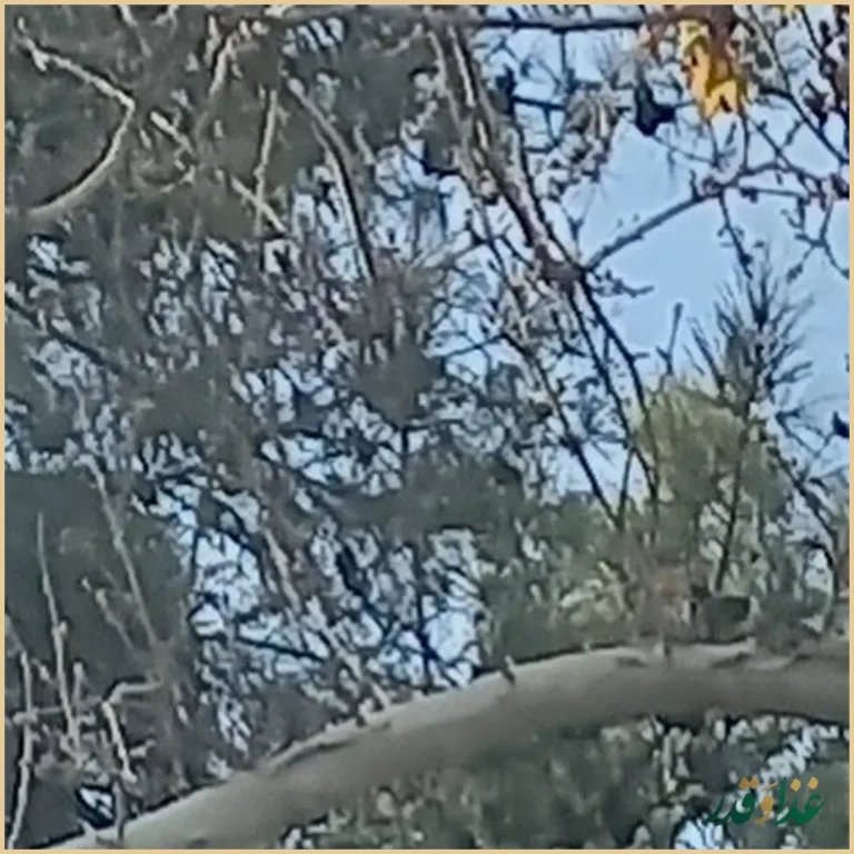 کباب و حلیم بهارستان