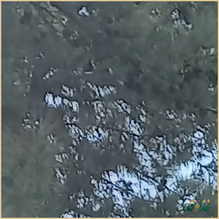 کباب و حلیم بهارستان