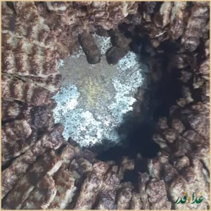 کباب سرای زیتون