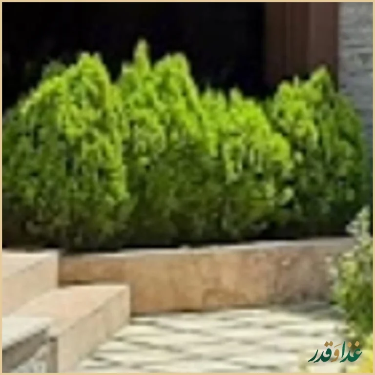 رستوران امیرشاهان