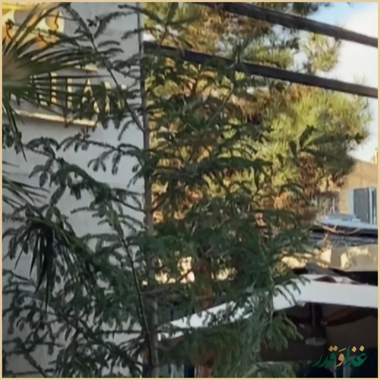 رستوران امیرشاهان