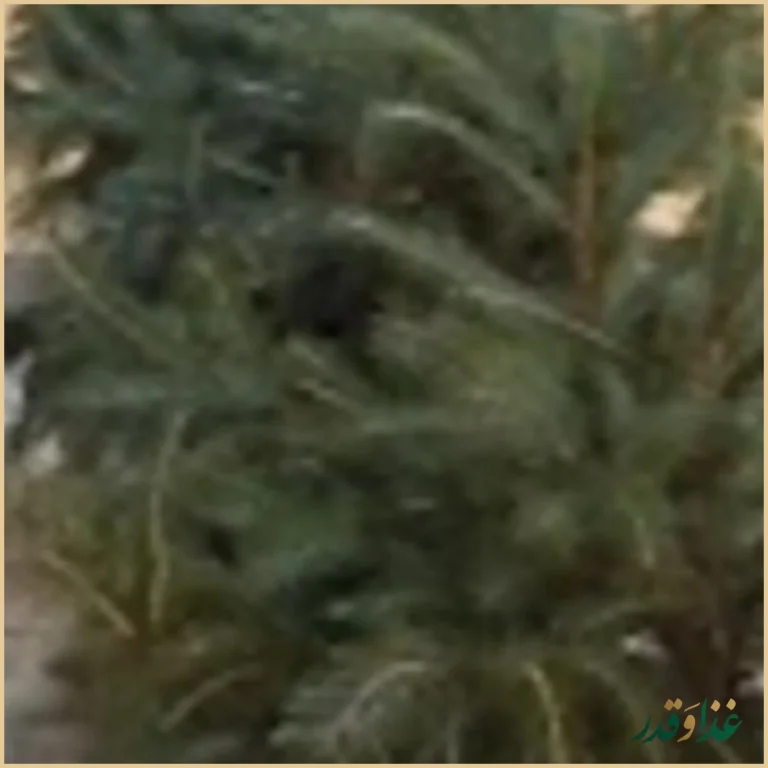 رستوران می شف