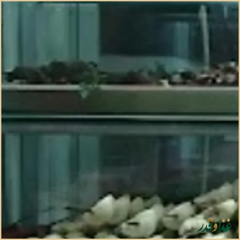 طباخی هفت تیر