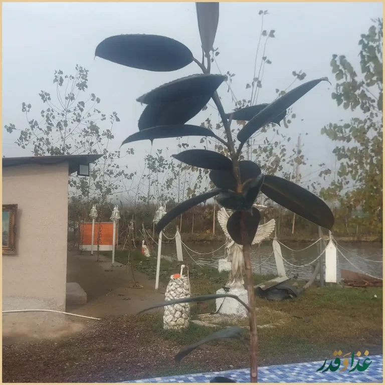 رستوران ترنگ شمال