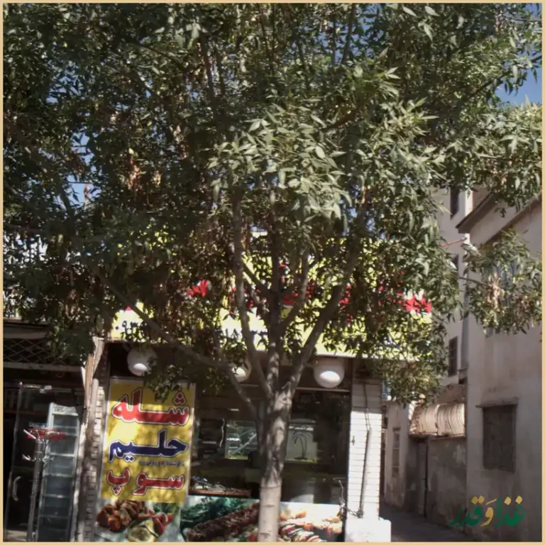 شله و حلیم ممتاز