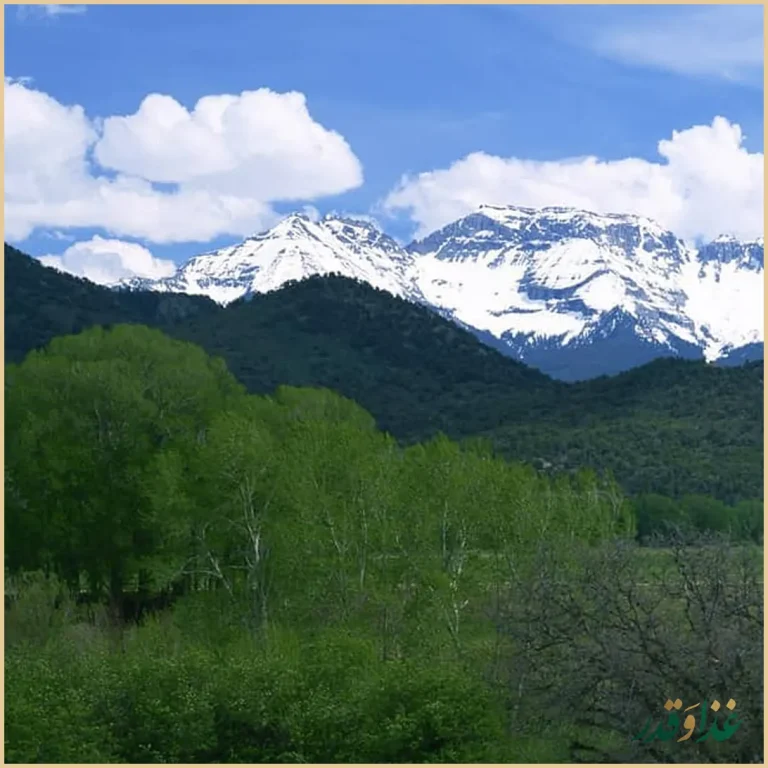 مجموعه غذایی دامون