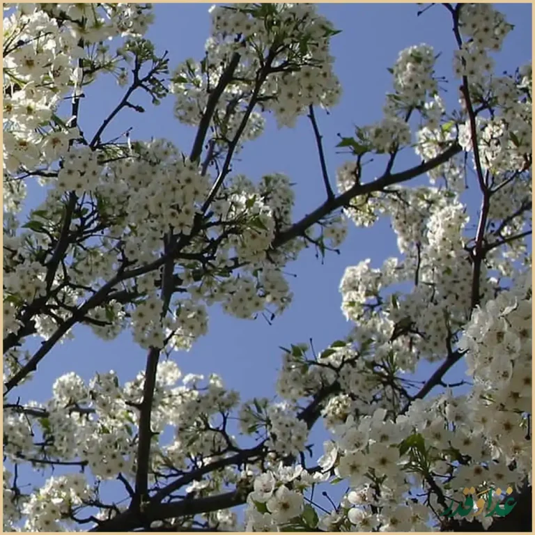 مجموعه غذایی دامون