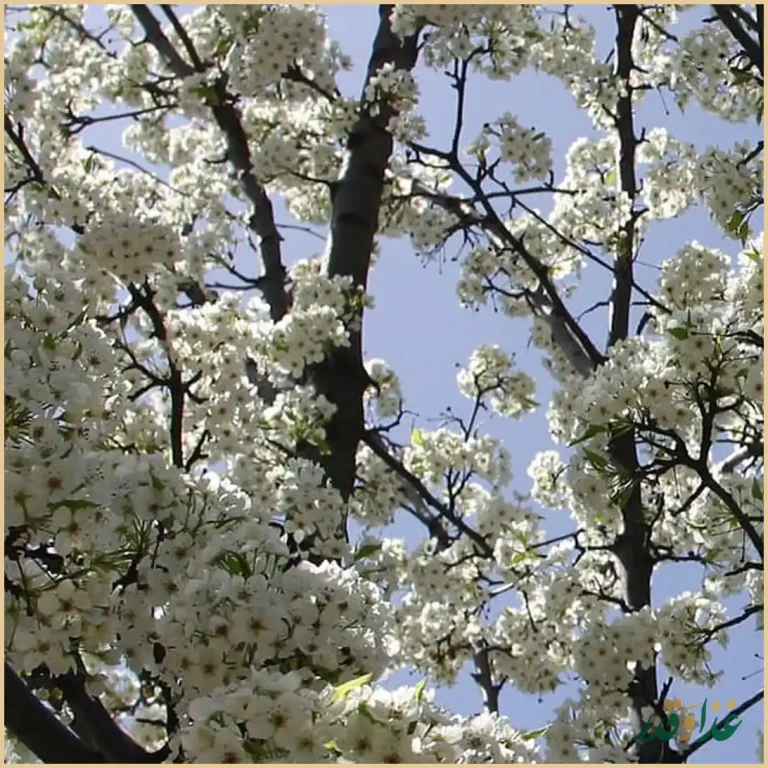 مجموعه غذایی دامون