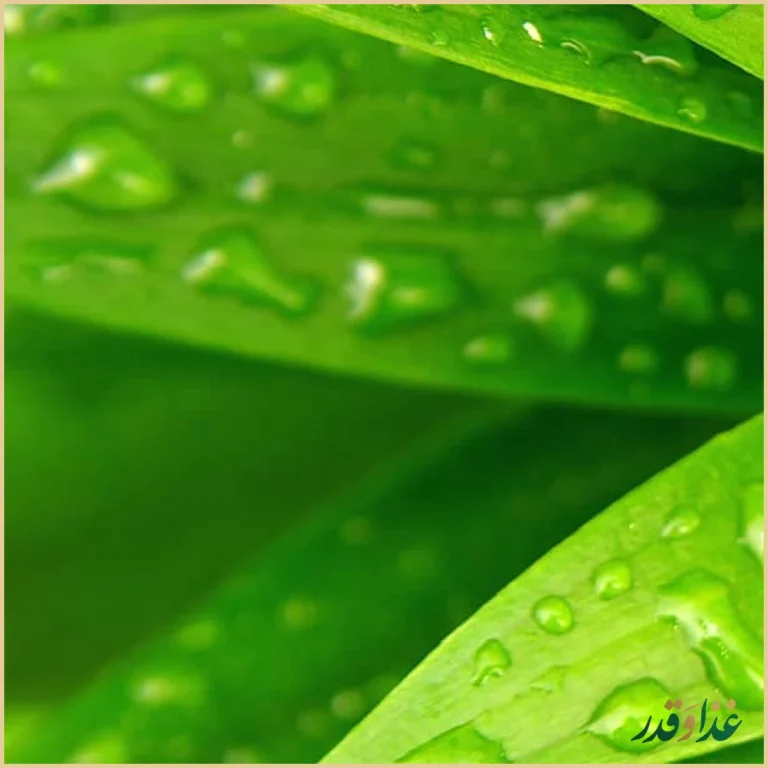 مجموعه غذایی دامون