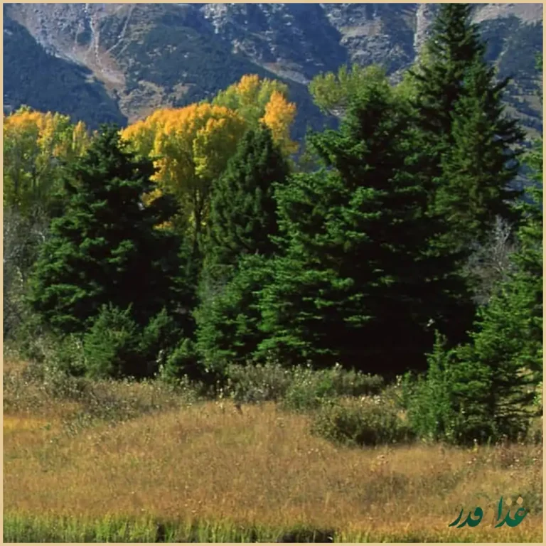 مجموعه غذایی دامون