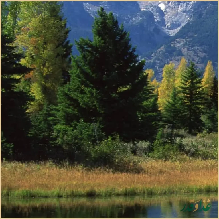 مجموعه غذایی دامون