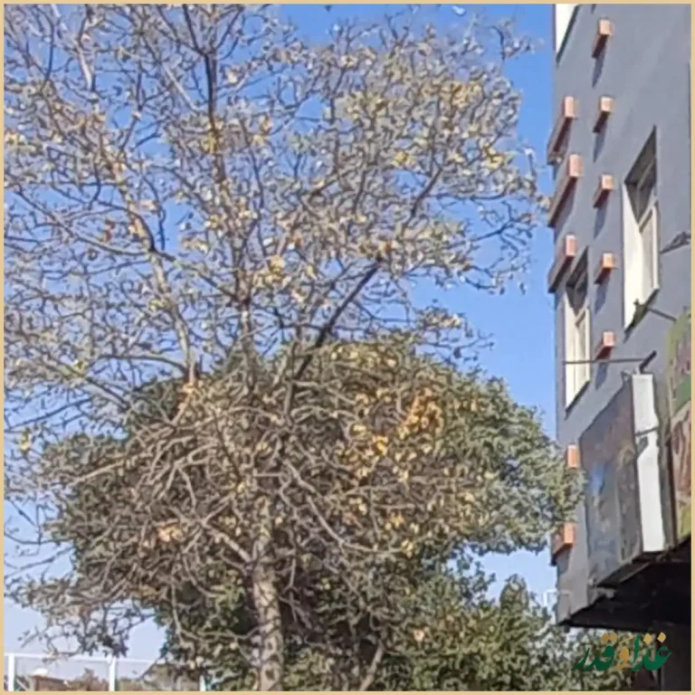 فلافل آبادان