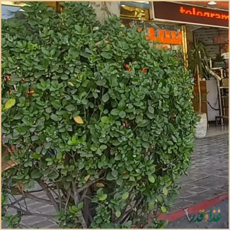 آخ جون سیب زمینی