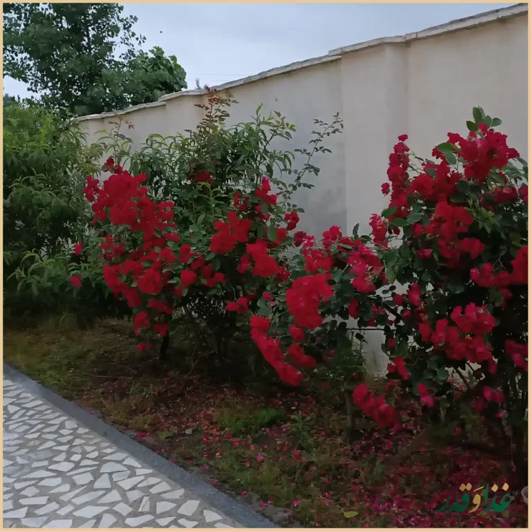 کافه رستوران سپنتا