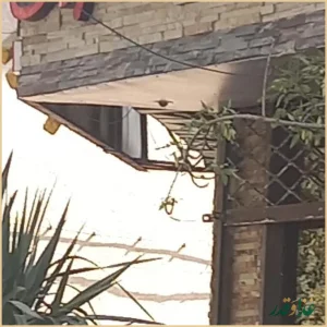 آقای سیب زمینی