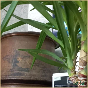 شله پزی رضا