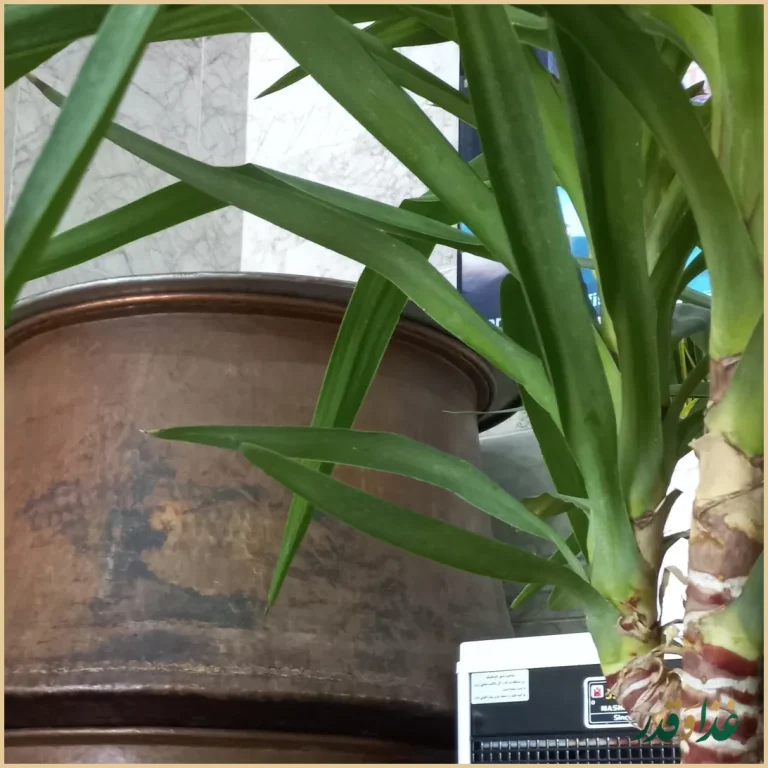 شله پزی رضا