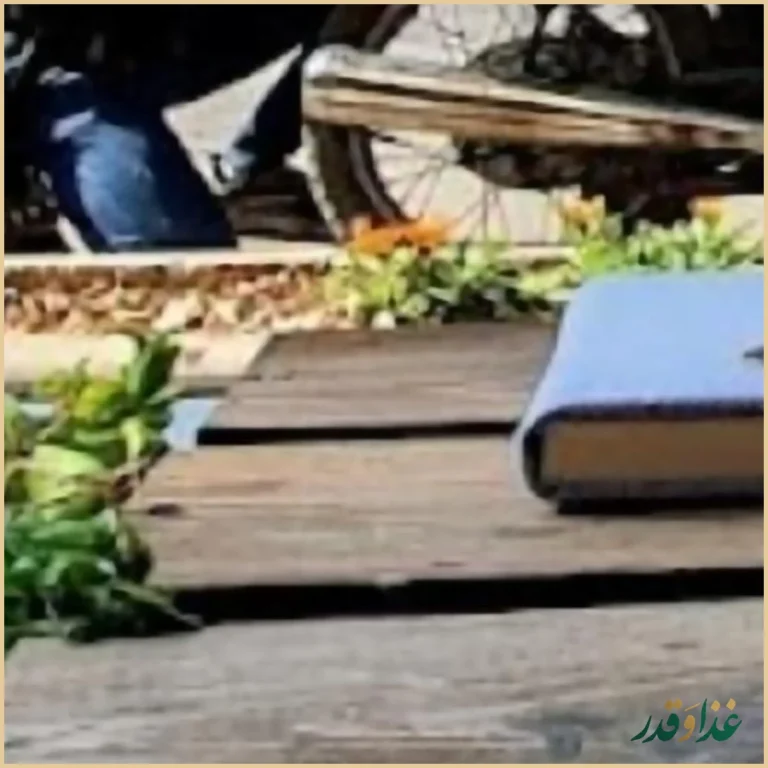 پیتزا دانگو