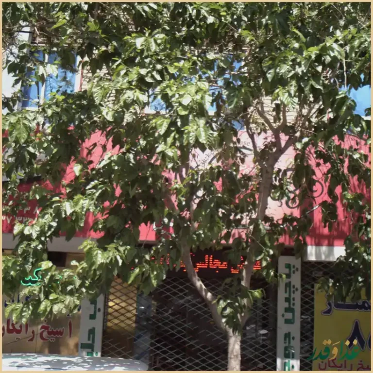 کباب سرای رمضانی